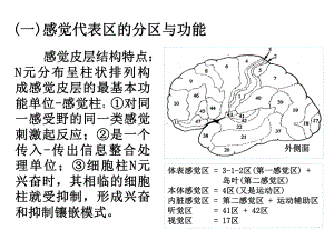 大脑皮层的感觉分析功能概述课件.ppt