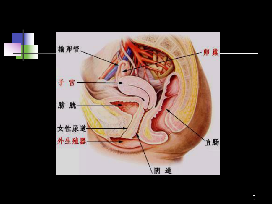 医学超声影像学25妇科疾超声诊断课件.ppt_第3页