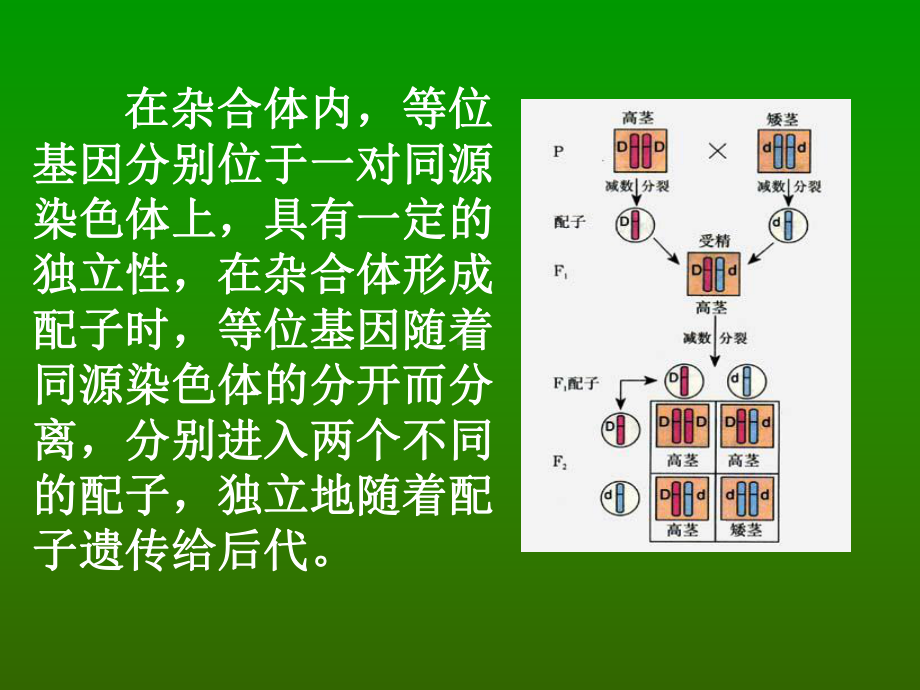 基因的自由组合规律课件.ppt_第3页