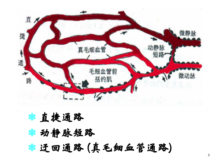 各型休克的发病机制及临床表现课件.ppt_第3页