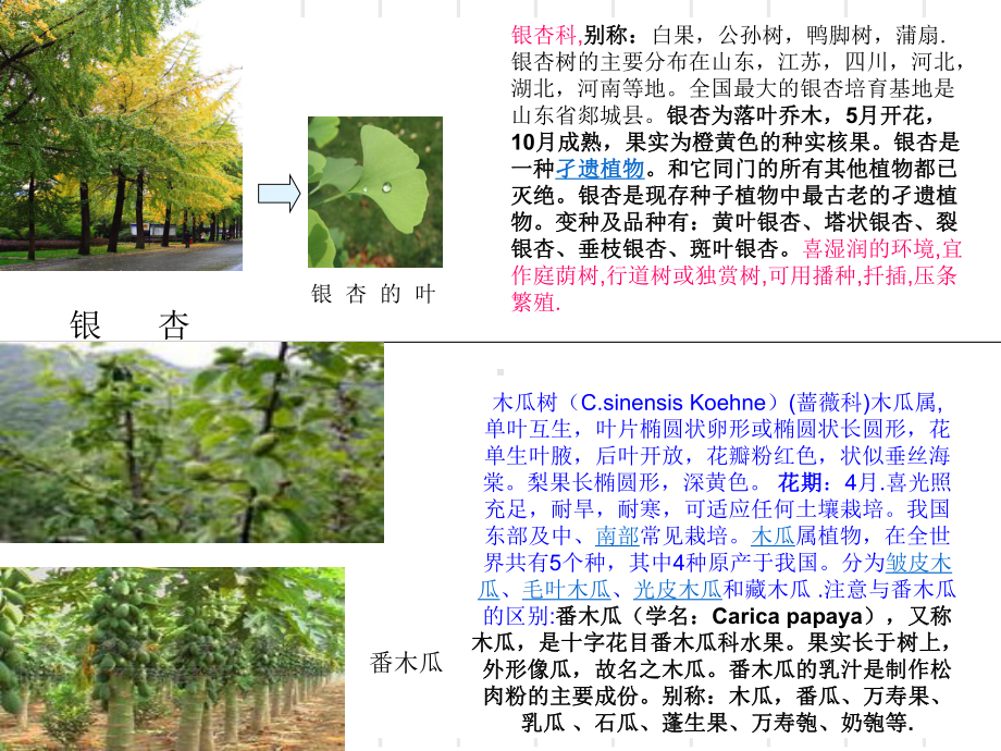 北方常用绿化树品名及习性共32张幻灯片.ppt_第2页