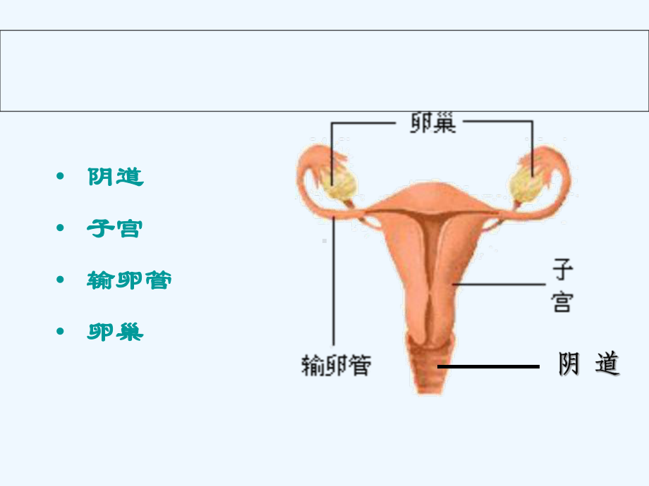 子宫与附件解剖与生理课件.ppt_第2页