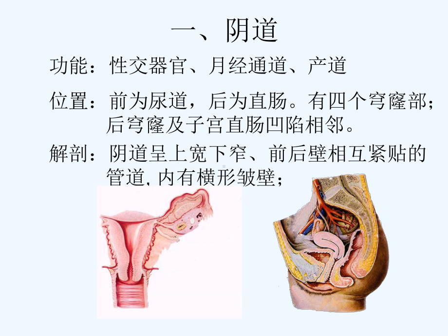 子宫与附件解剖与生理课件.ppt_第3页