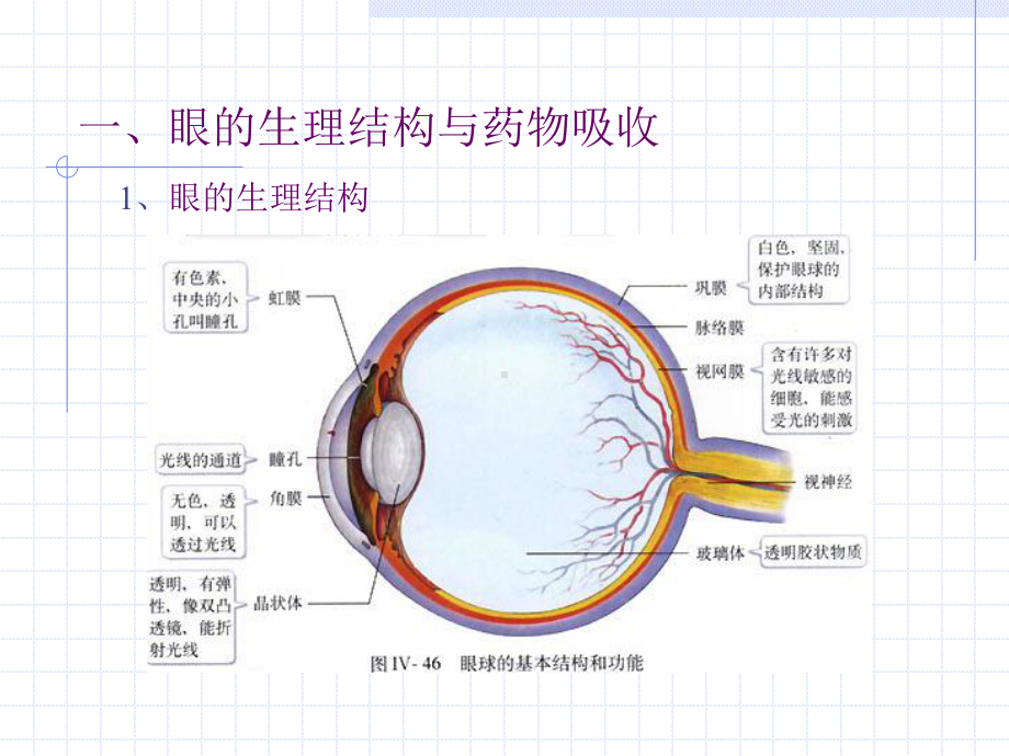 作为滴眼剂给药B水凝胶粘附在角膜表面课件.ppt_第2页