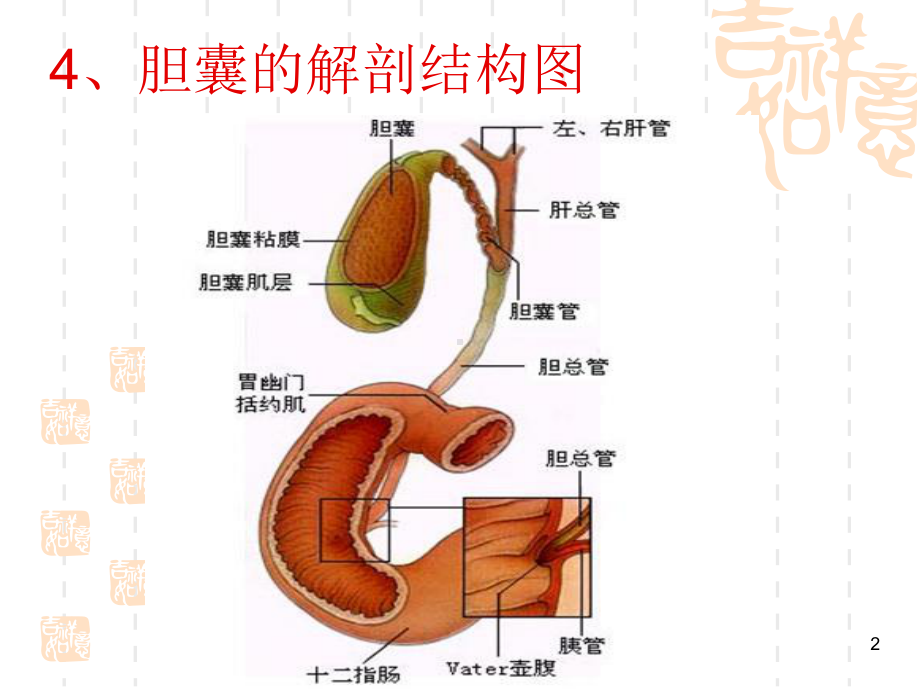 胆囊的解剖位置PPT课件.ppt_第2页