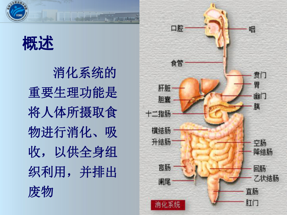 1消化系统疾病病人常见症状体征的护理PPT资料3课件.ppt_第2页