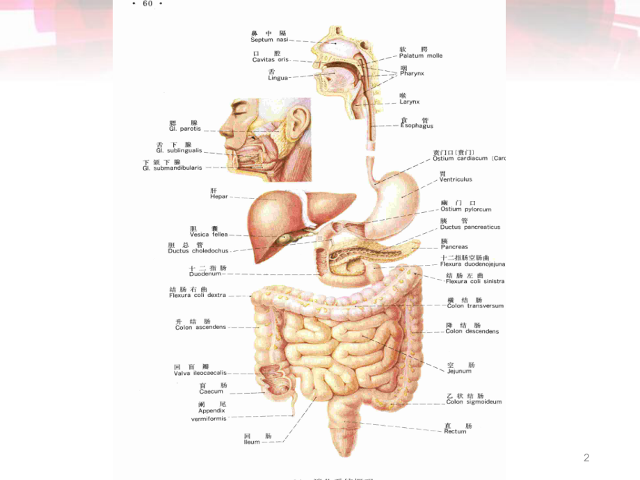 大肠解剖及临床医学PPT课件.ppt_第2页