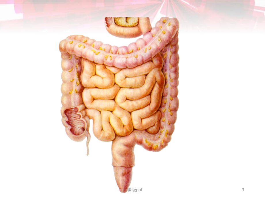 大肠解剖及临床医学PPT课件.ppt_第3页