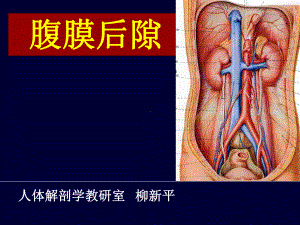 (局部解剖学)14腹膜后隙课件.ppt