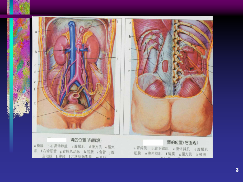 肾脏疾病-PPT课件.ppt_第3页