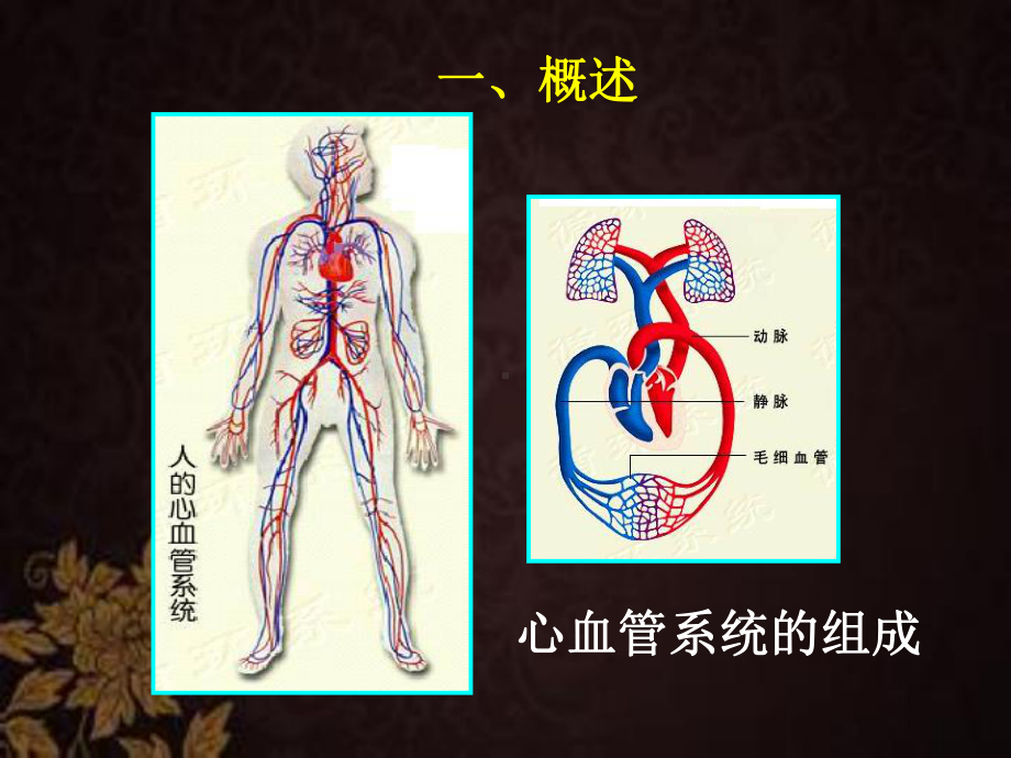 药物对心血管系统的毒性作用-PPT课件.ppt_第2页