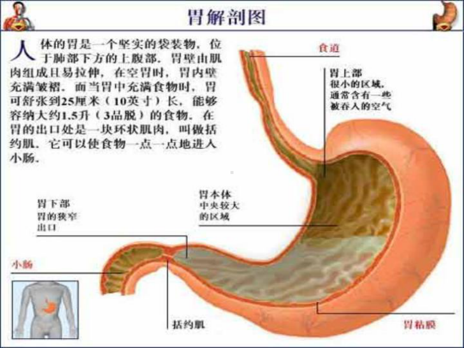 胃十二指肠病人的护理ppt课件.ppt_第3页