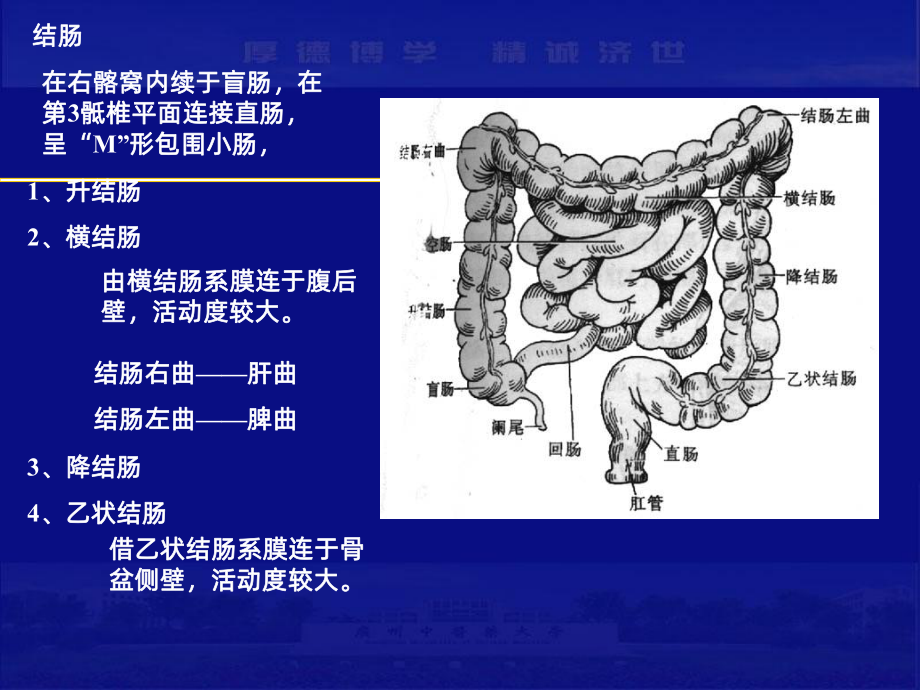 溃疡性结肠炎最新PPT课件.ppt_第3页