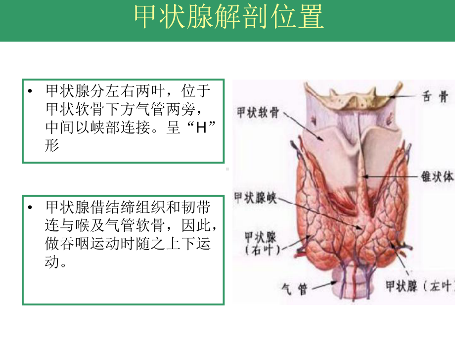 甲状腺手术配合.ppt课件.ppt_第3页