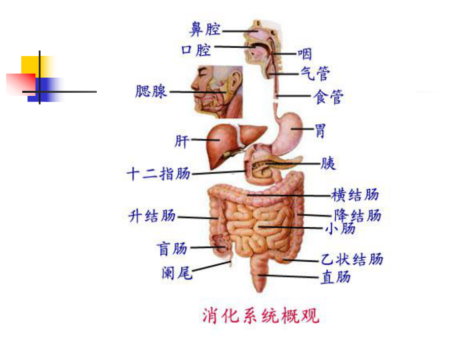 上消化道出血药物介绍课件.ppt_第2页