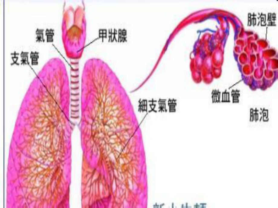 慢性支气管炎10.9班课件.ppt_第1页