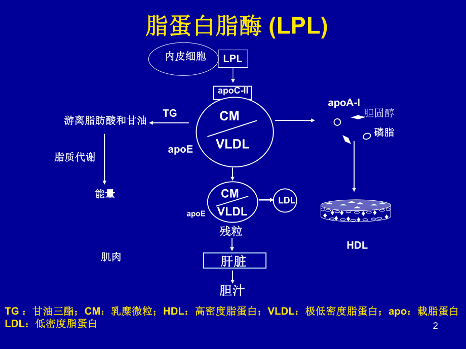 医学课件调节胆固醇逆转运相关基因抑制动脉粥样硬化的作用.ppt_第2页