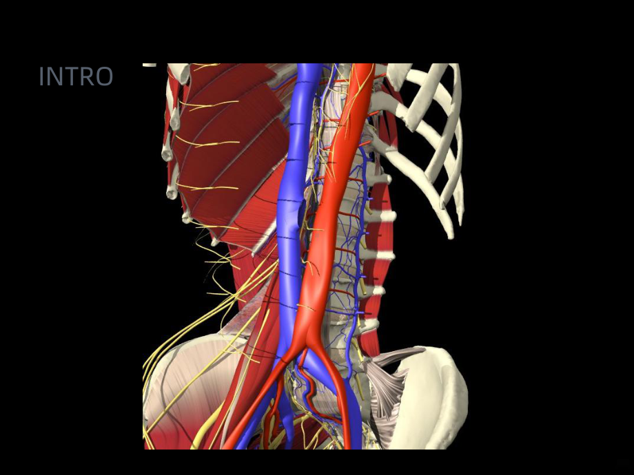 急性腰扭伤PPT课件.ppt_第3页