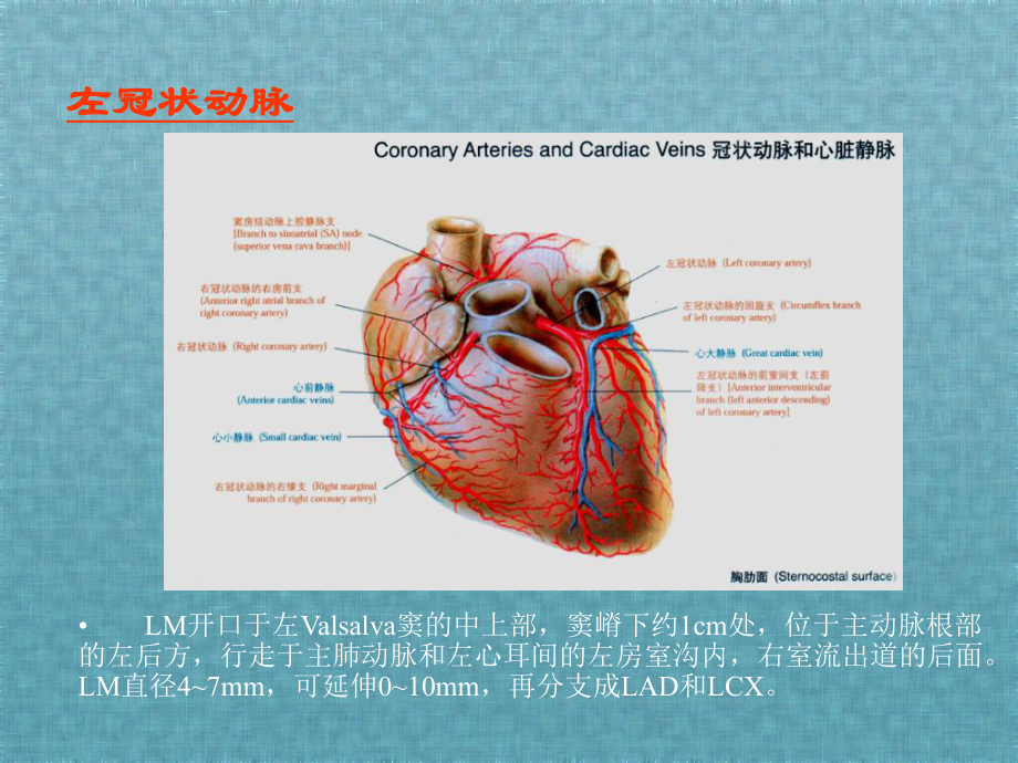 认识冠状动脉及冠心病--冠脉造影影像分享课件.ppt_第3页