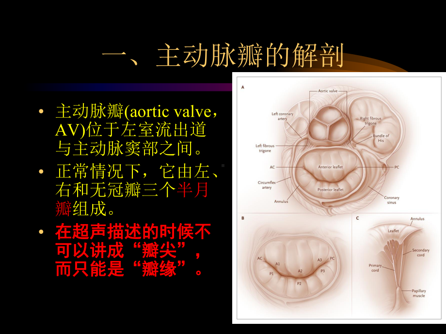 主动脉-肺动脉瓣疾病课件.ppt_第2页