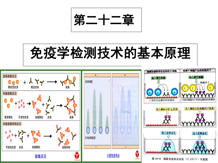 免疫学检测技术与其应用课件.ppt_第1页