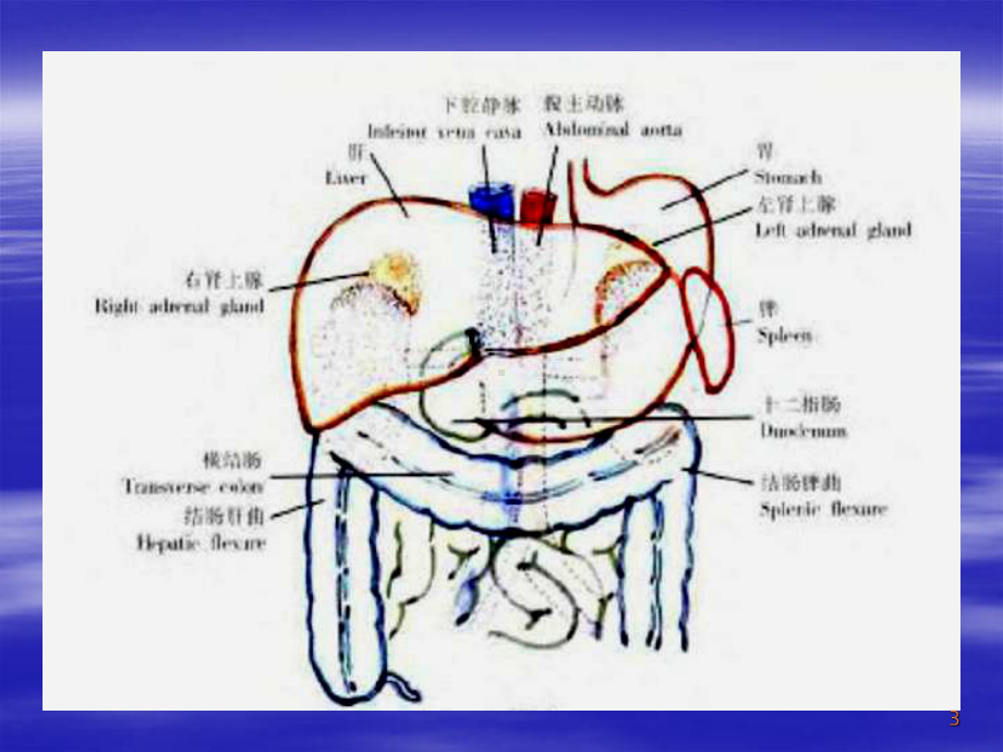 肾部分切除术图谱ppt课件.ppt_第3页