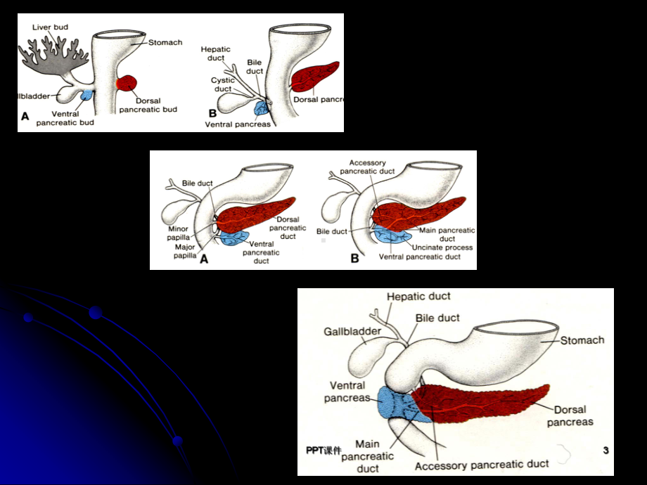 胰腺胰腺解剖及功能-ppt课件.ppt_第3页