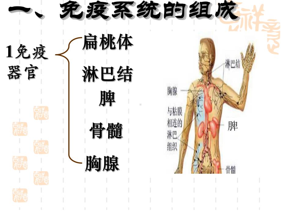 细胞免疫抗原吞噬细胞课件.ppt_第3页