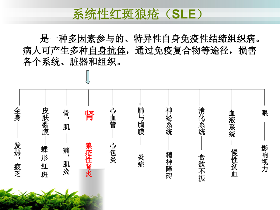 一例狼疮性肾炎病例分析课件.ppt_第3页