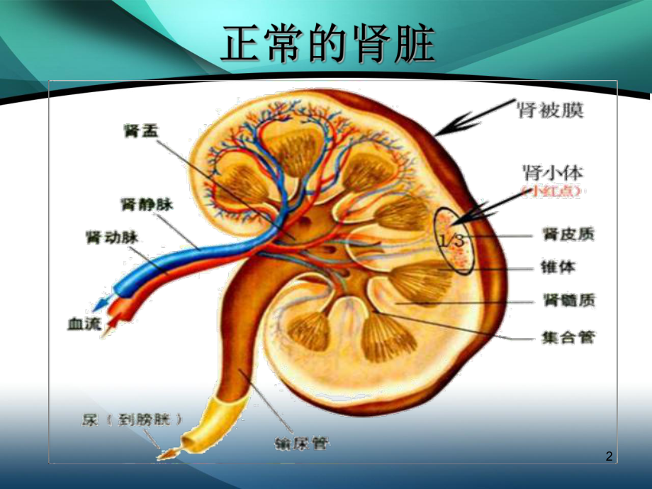 肾囊肿ppt课件.ppt_第2页