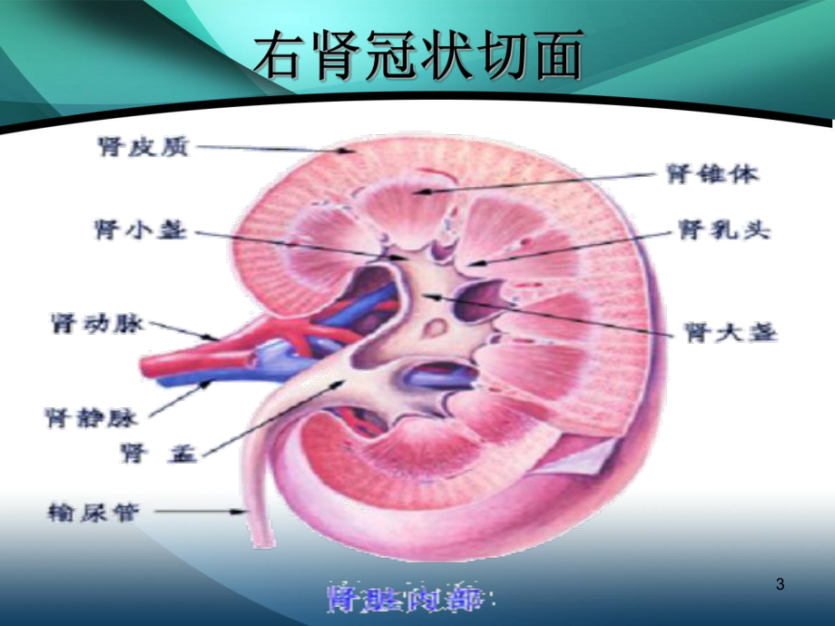 肾囊肿ppt课件.ppt_第3页