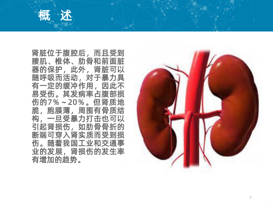 肾损伤PPT课件.ppt_第2页