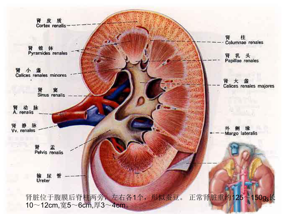 肾脏病与健康管理ppt课件.ppt_第3页