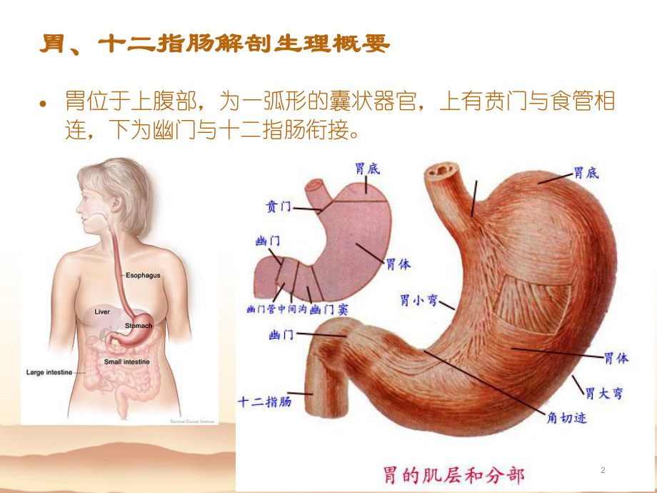 胃十二指肠疾病病人的护理PPT课件.ppt_第2页