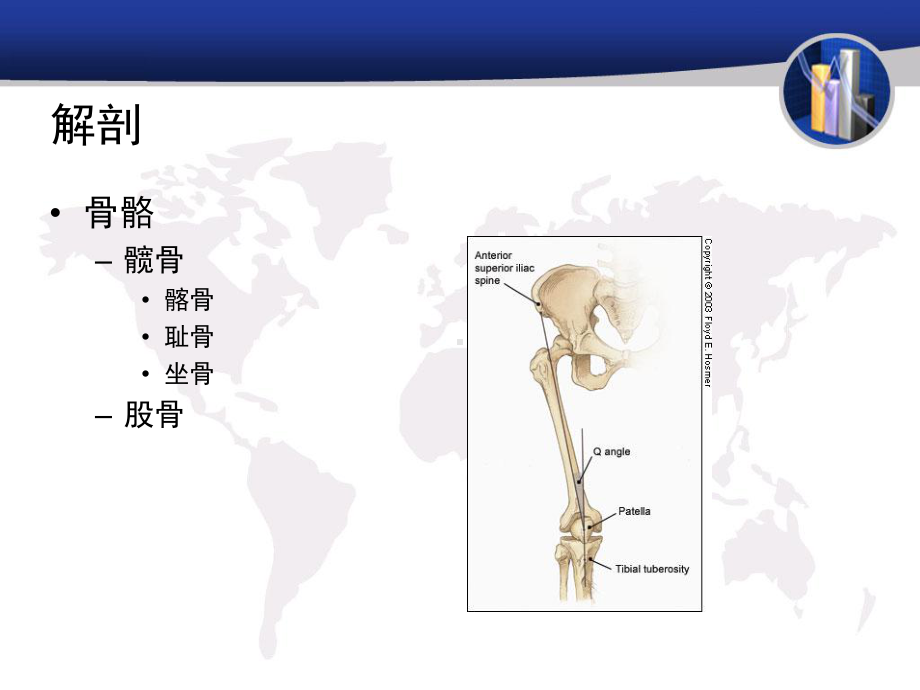 髋关节的生物力学特点1课件.ppt_第2页