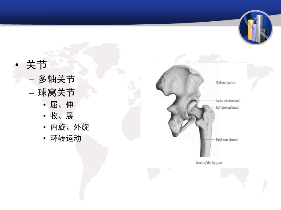 髋关节的生物力学特点1课件.ppt_第3页