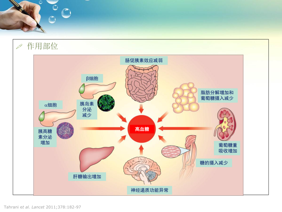 最新糖尿病常见口服药物分类课件.ppt_第2页