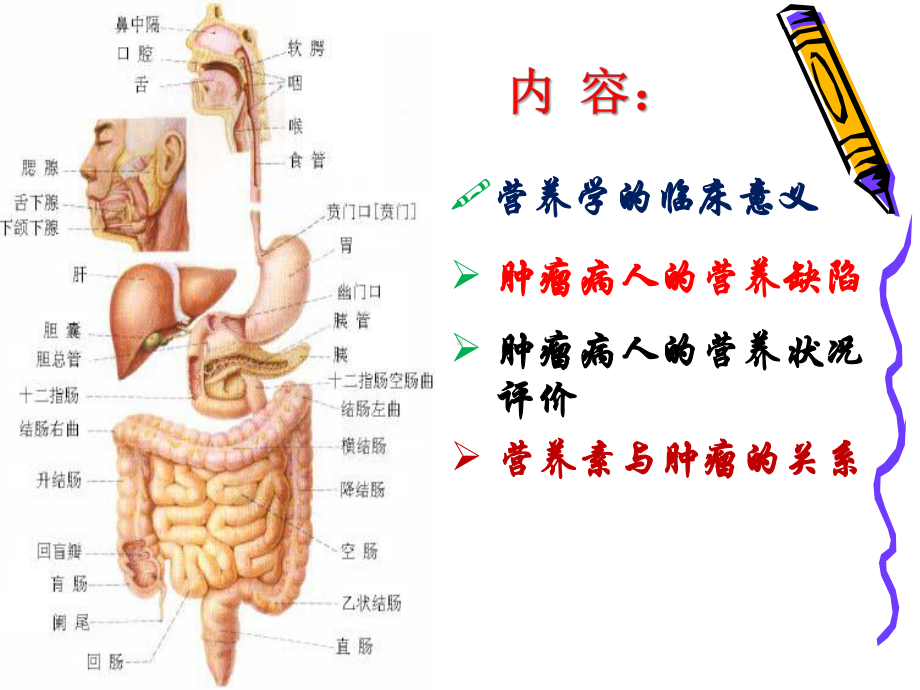 肿瘤病人的营养膳食及护理课件.ppt_第2页