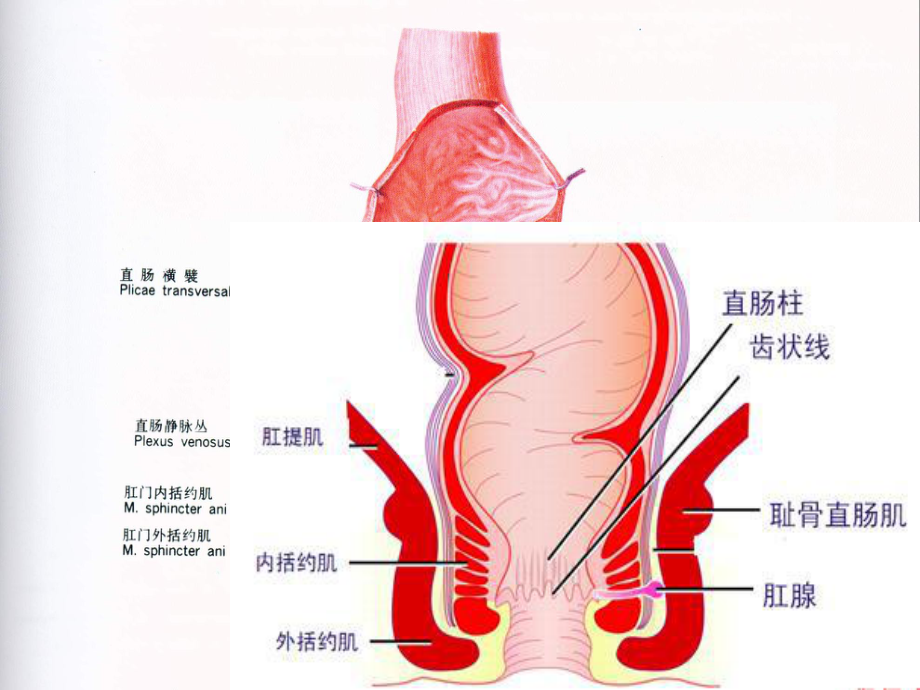 第03章第10-12节-直肠肛管疾病病人的护理课件.pptx_第3页