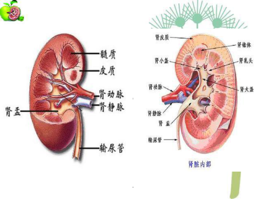 肾先天反常超声诊断ppt课件.ppt_第3页