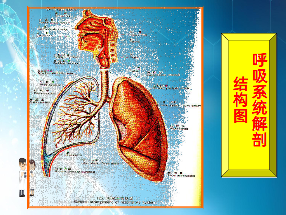 慢性支气管炎ppt课件2.ppt_第3页