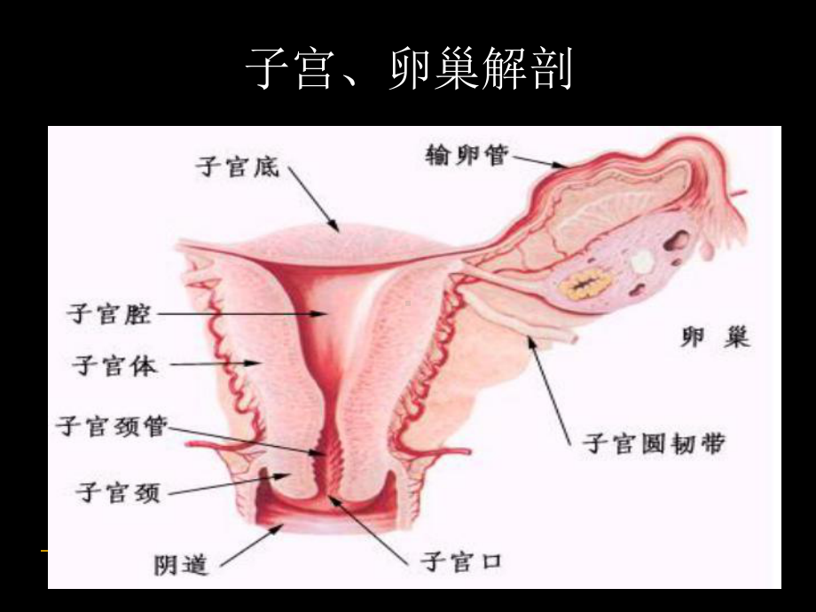 宫颈癌MRI临床应用课件.ppt_第3页