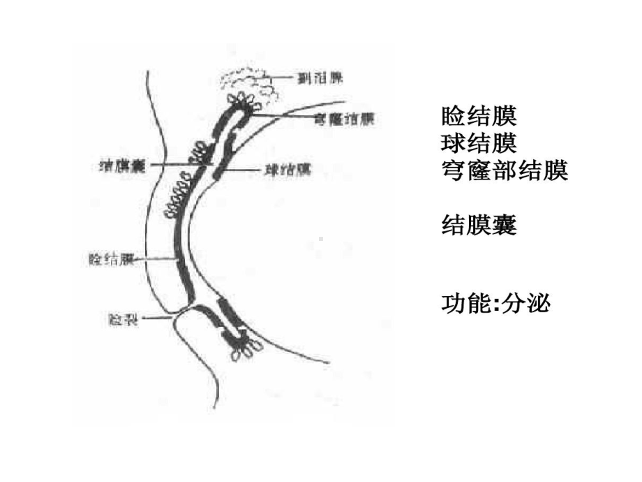 结膜炎病人护理共28页课件.ppt_第2页