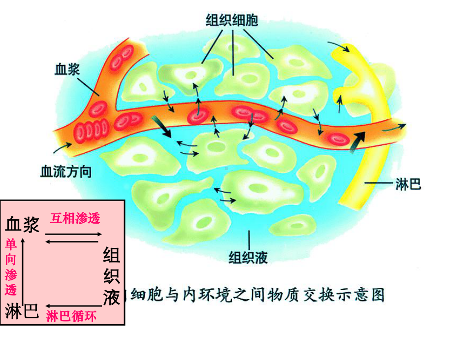 排出尿液泌尿系统肾脏课件.ppt_第3页