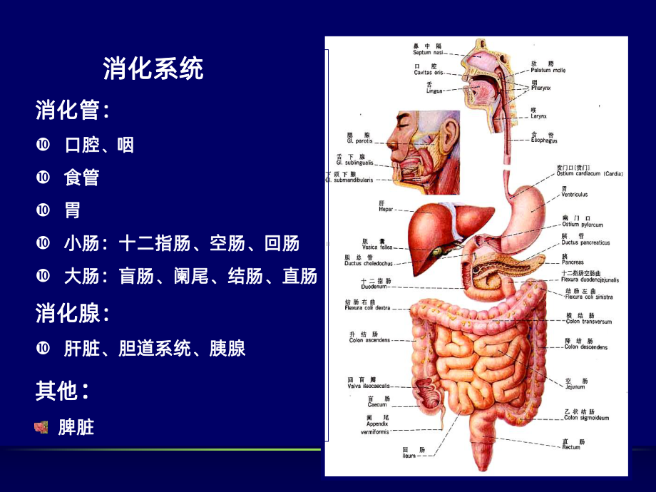 胃肠道正常影像表现基本病变PPT课件.ppt_第2页