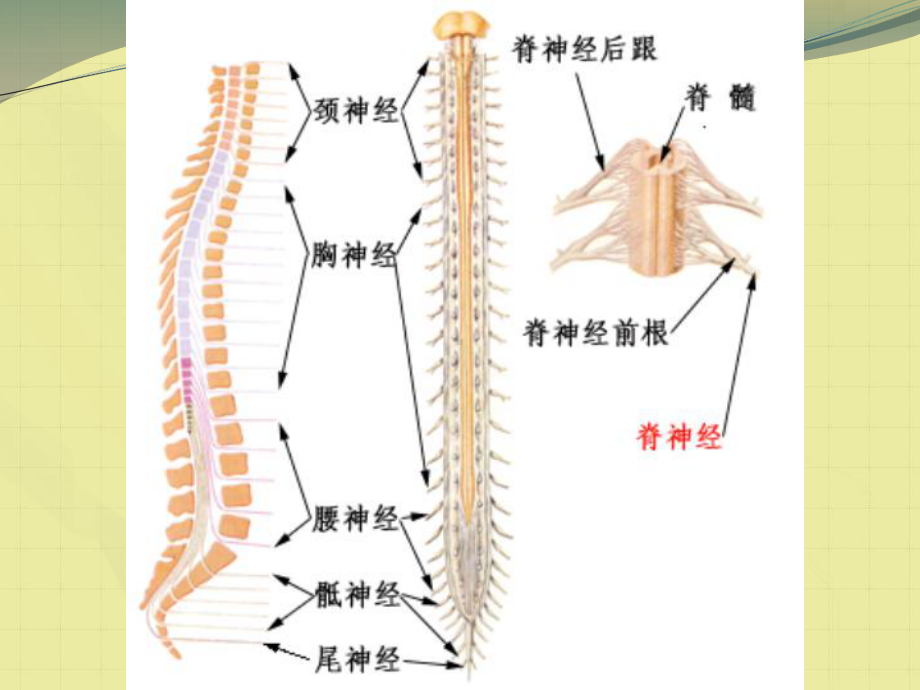 脊髓损伤的定义和康复课件.ppt_第2页