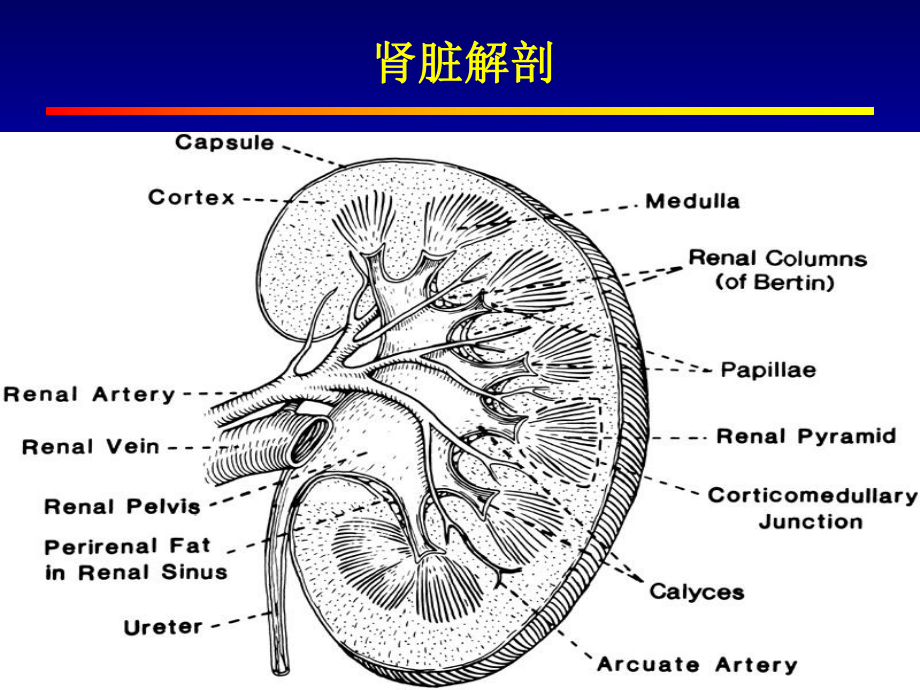 肾小球疾病概述1课件.ppt_第3页