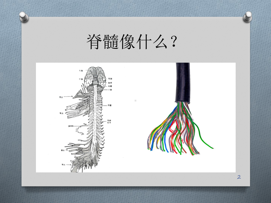 脊髓损伤的临床表现与定位ppt课件.pptx_第2页