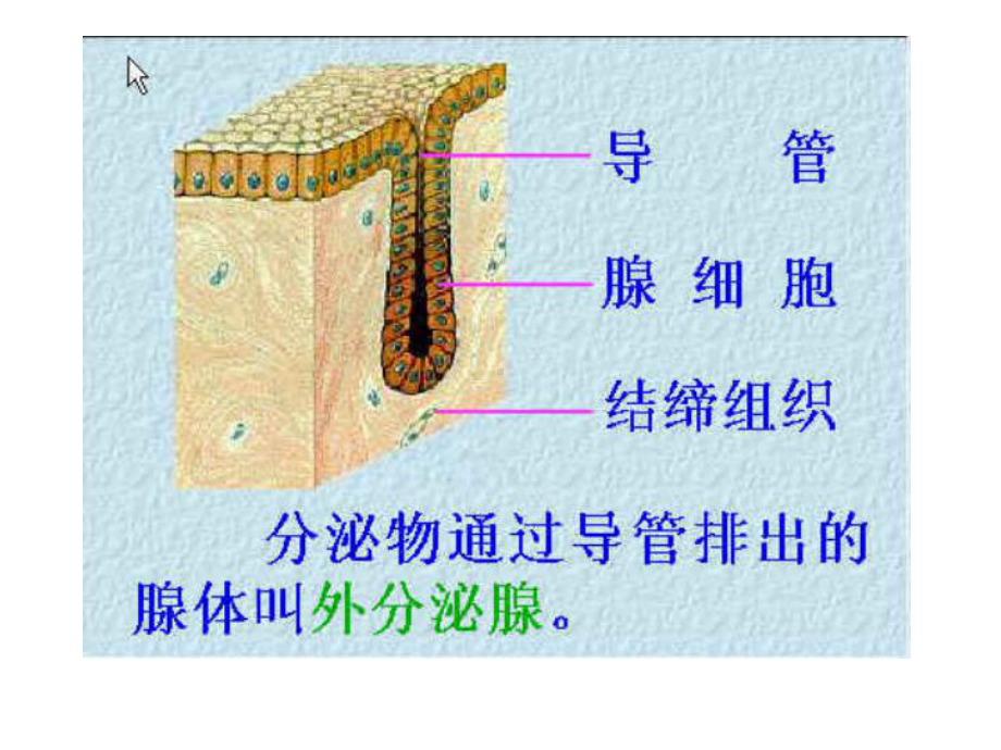 第七章-内分泌系统课件.ppt_第3页