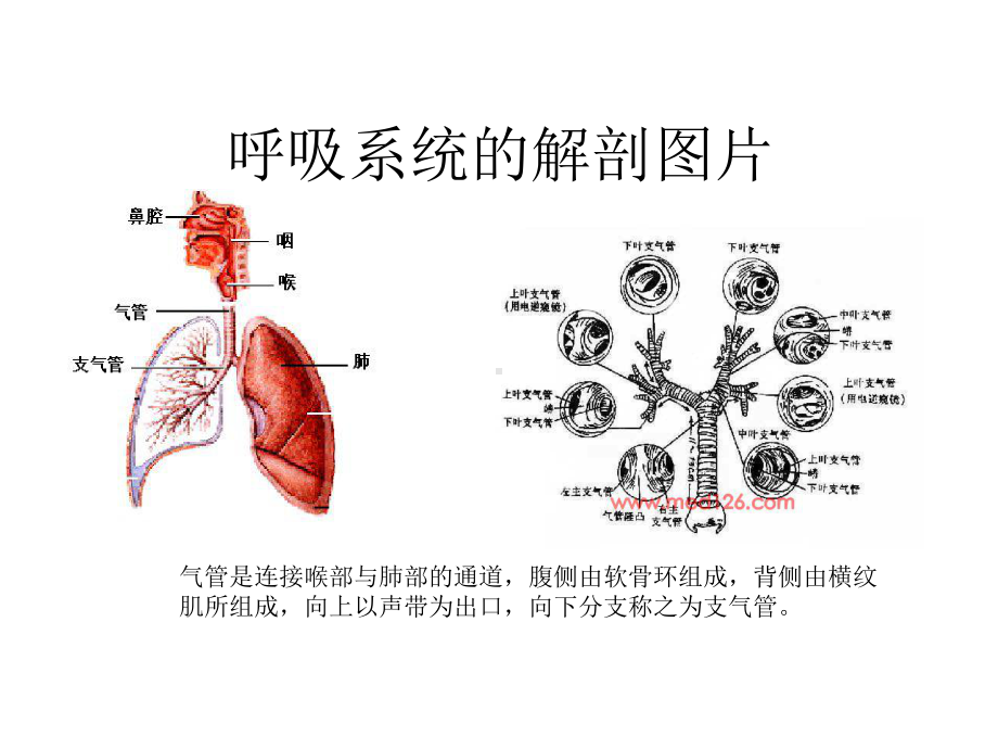 支气管扩张病人的护理ppt课件.ppt_第3页